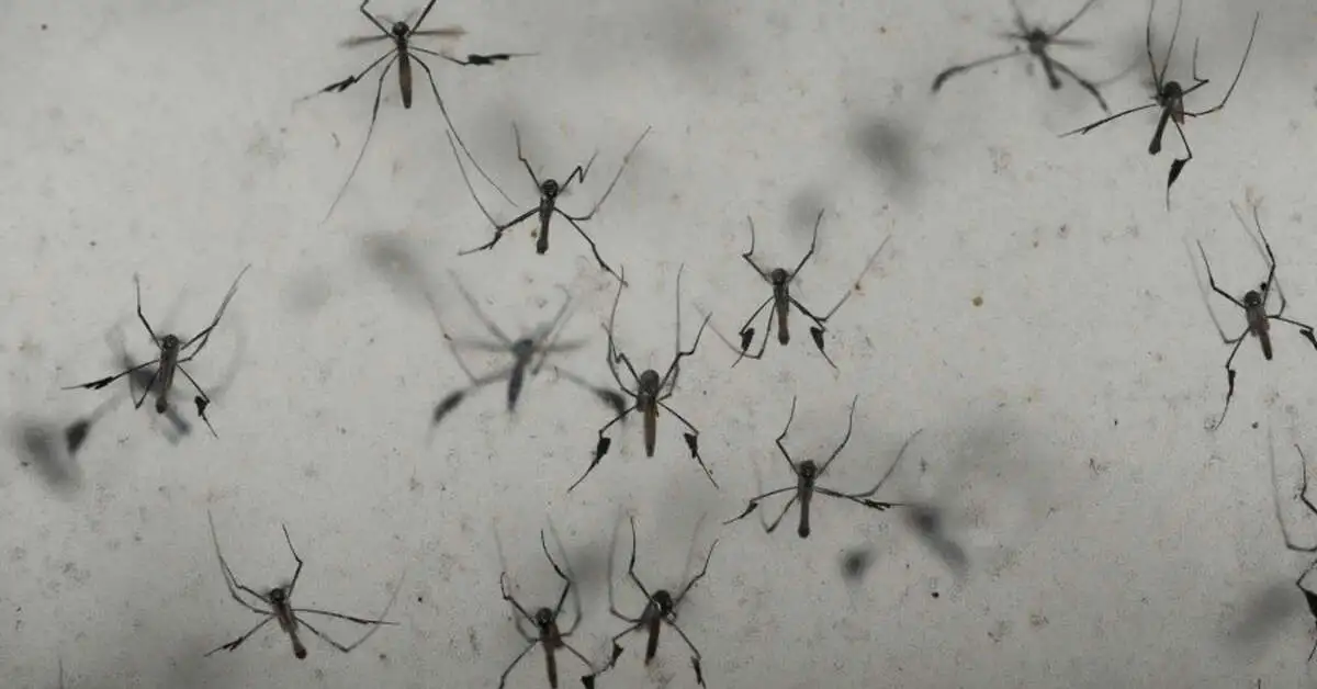 Zika Virus Safely Tested on Volunteers