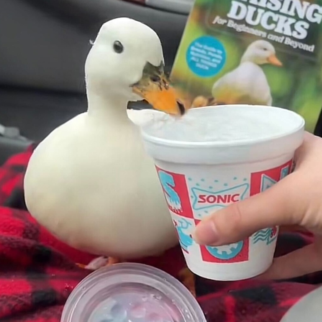 Munchkin, the TikTok duck who loved ice water, dies after a visit to the vet